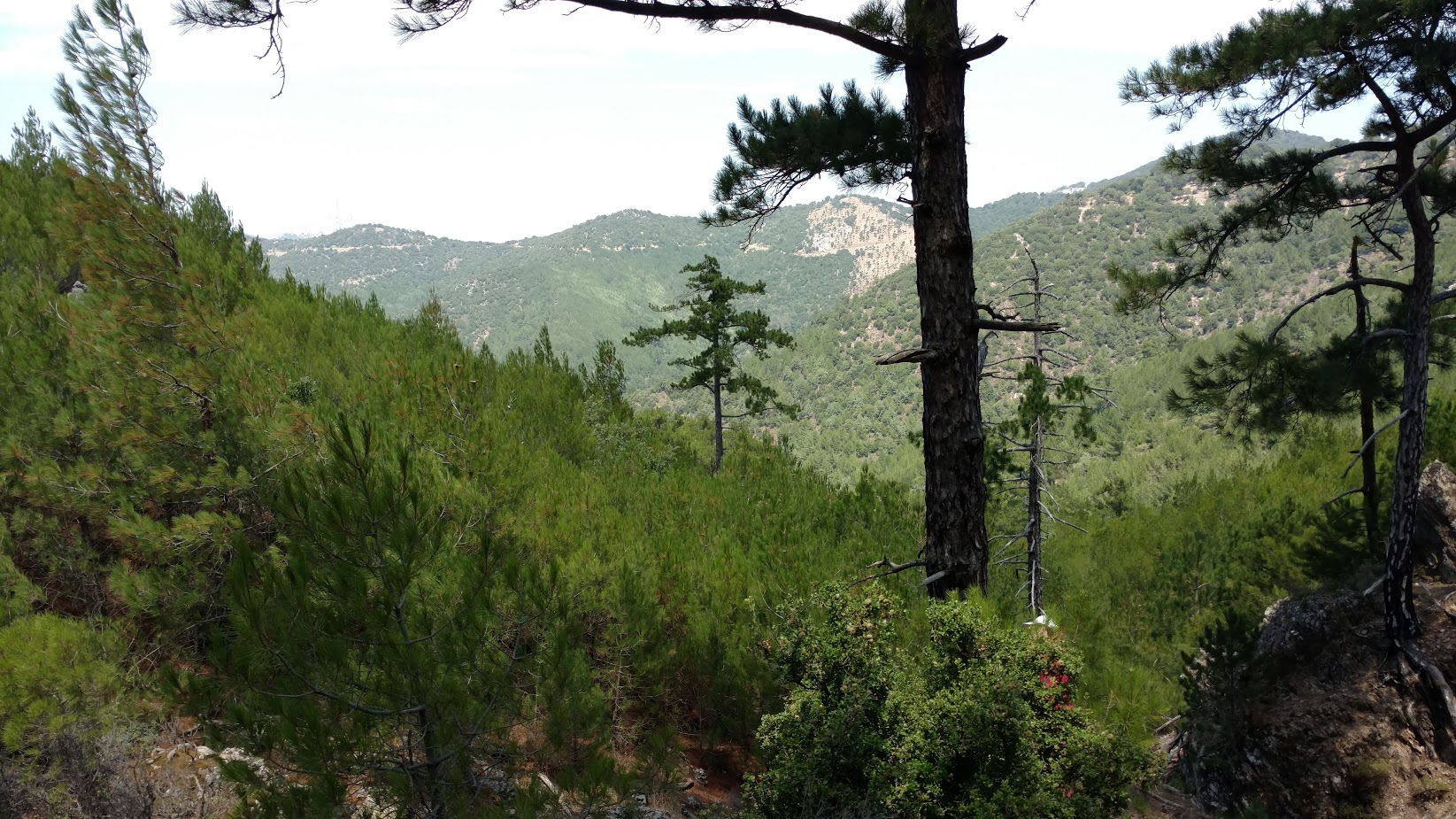 ΜΑΥΡΗ ΠΕΥΚΗ ΛΕΣΒΟΣ