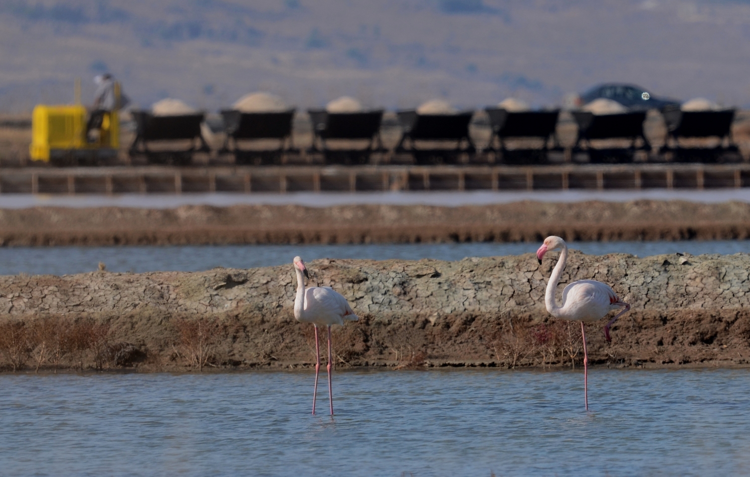 Φλαμίνγκο Υγροβιότοπος Καλλονής
