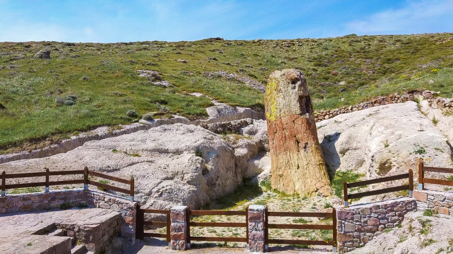 Πάρκο Απολιθωμένου Δάσους-Γιγαντιαίος απολιθωμένος κορμός σεκόιας