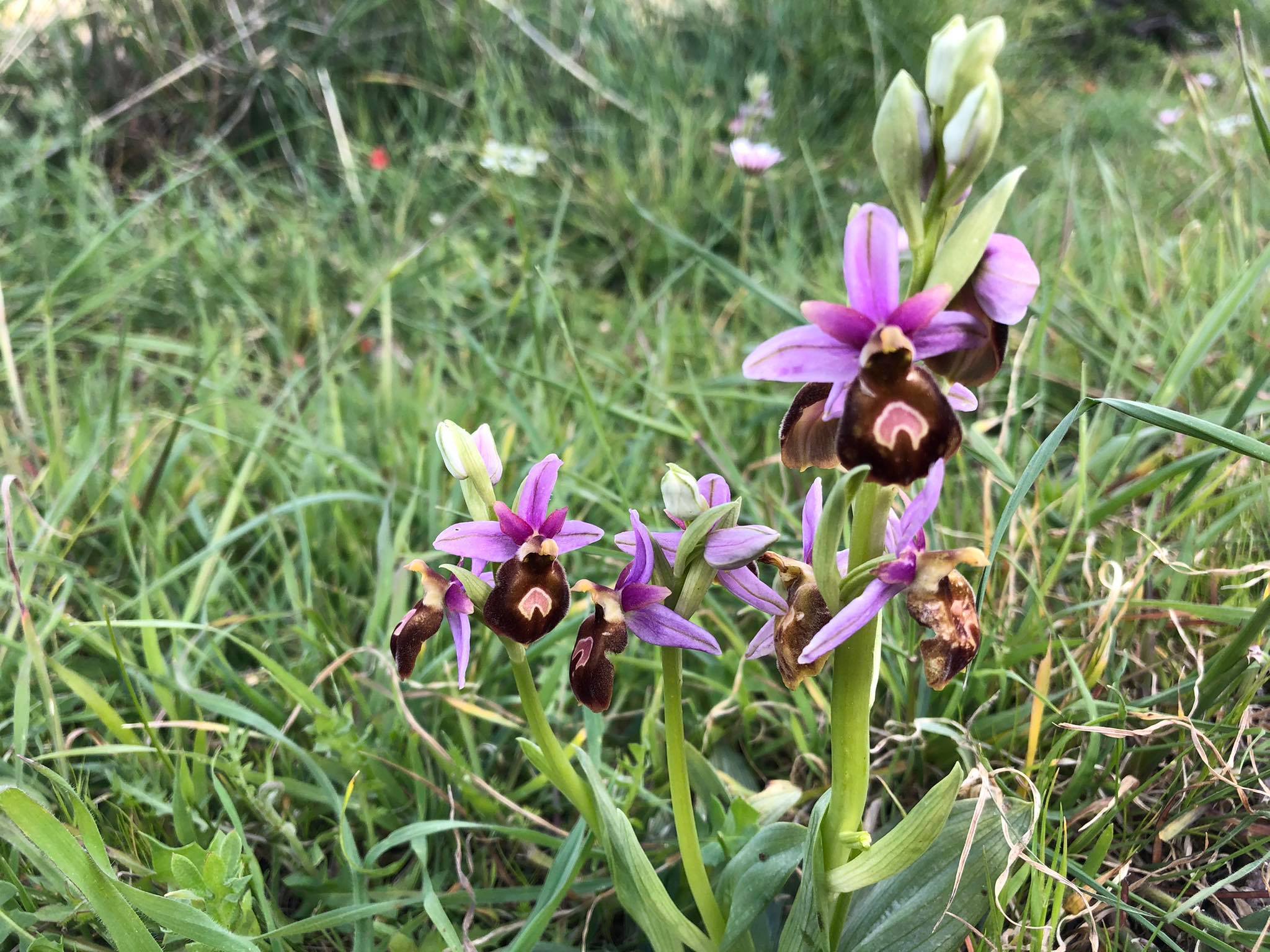 Ophrys lesbis