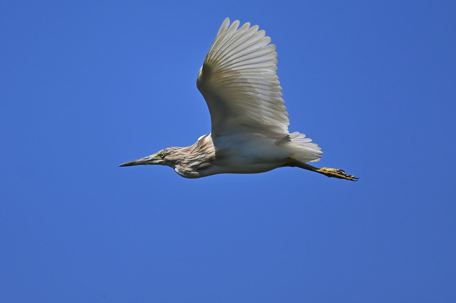 Κρυπτοτσικνιάς