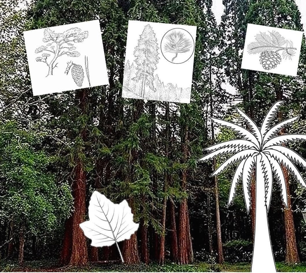 ΣΑΒΒΑΤΟΚΥΡΙΑΚΟ ΣΤΟ ΑΠΟΛΙΘΩΜΕΝΟ ΔΑΣΟΣ ΛΕΣΒΟΥ  Ποικίλες δράσεις για όλους