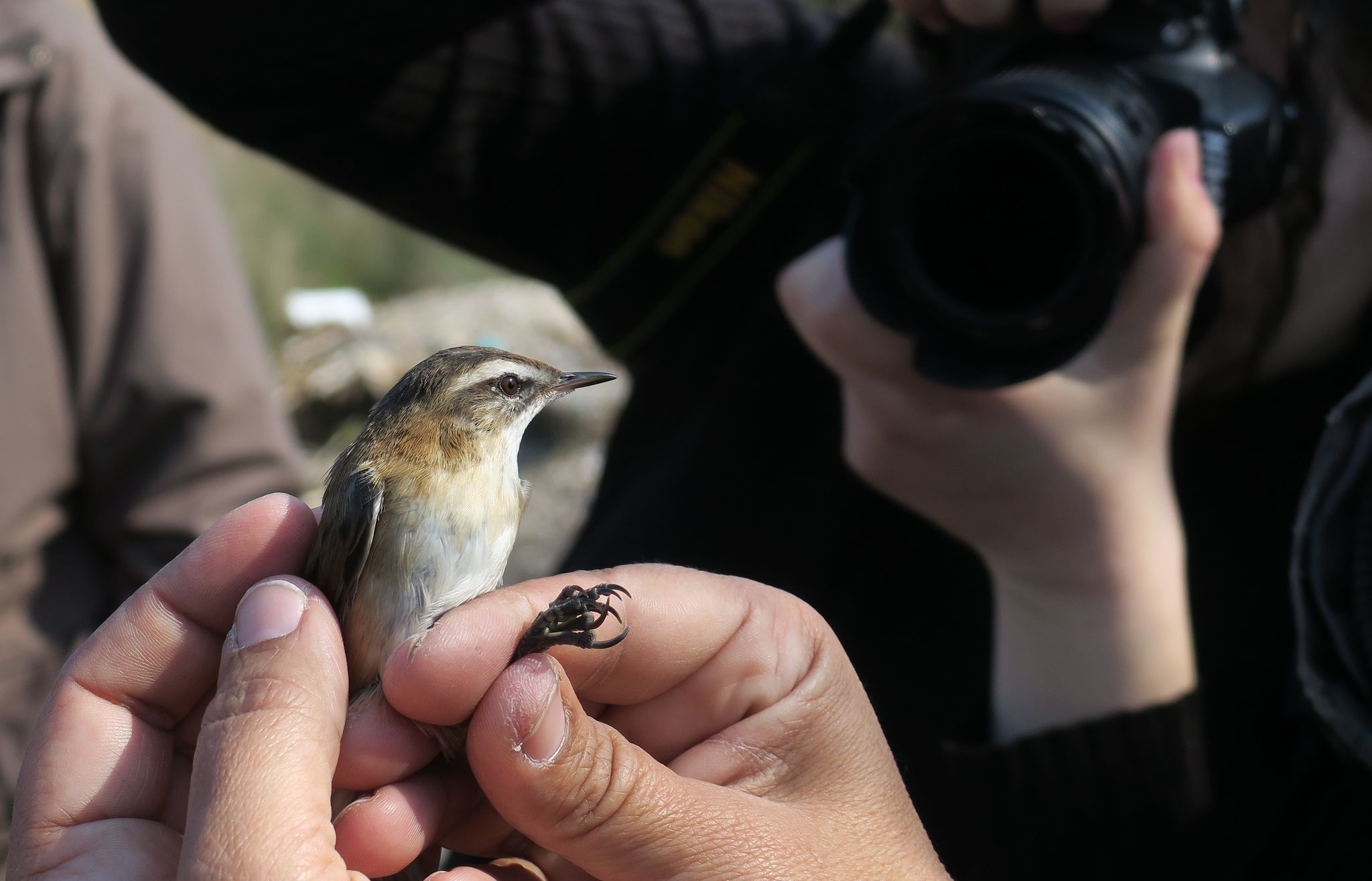 Εξόρμηση παρατήρησης και δακτυλίωσης πουλιών