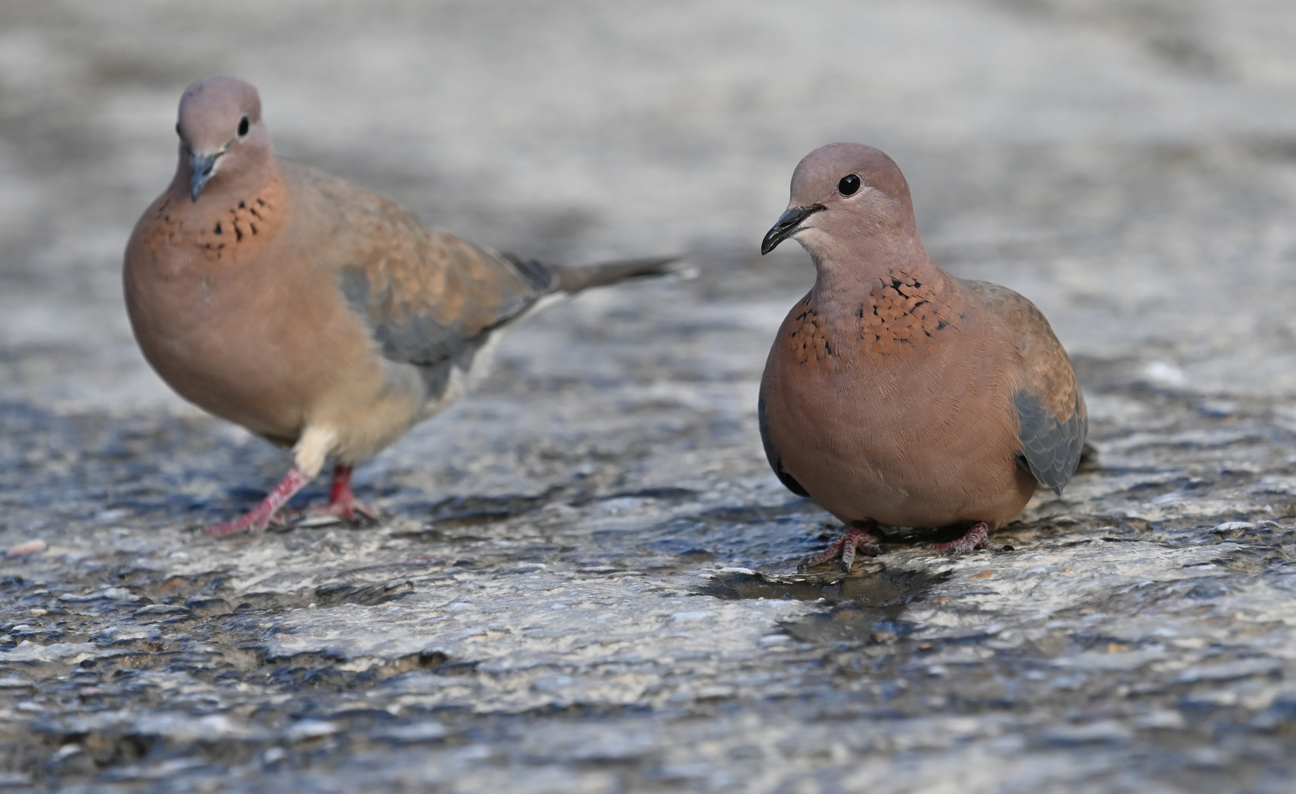 Φοινικοτρύγονο 