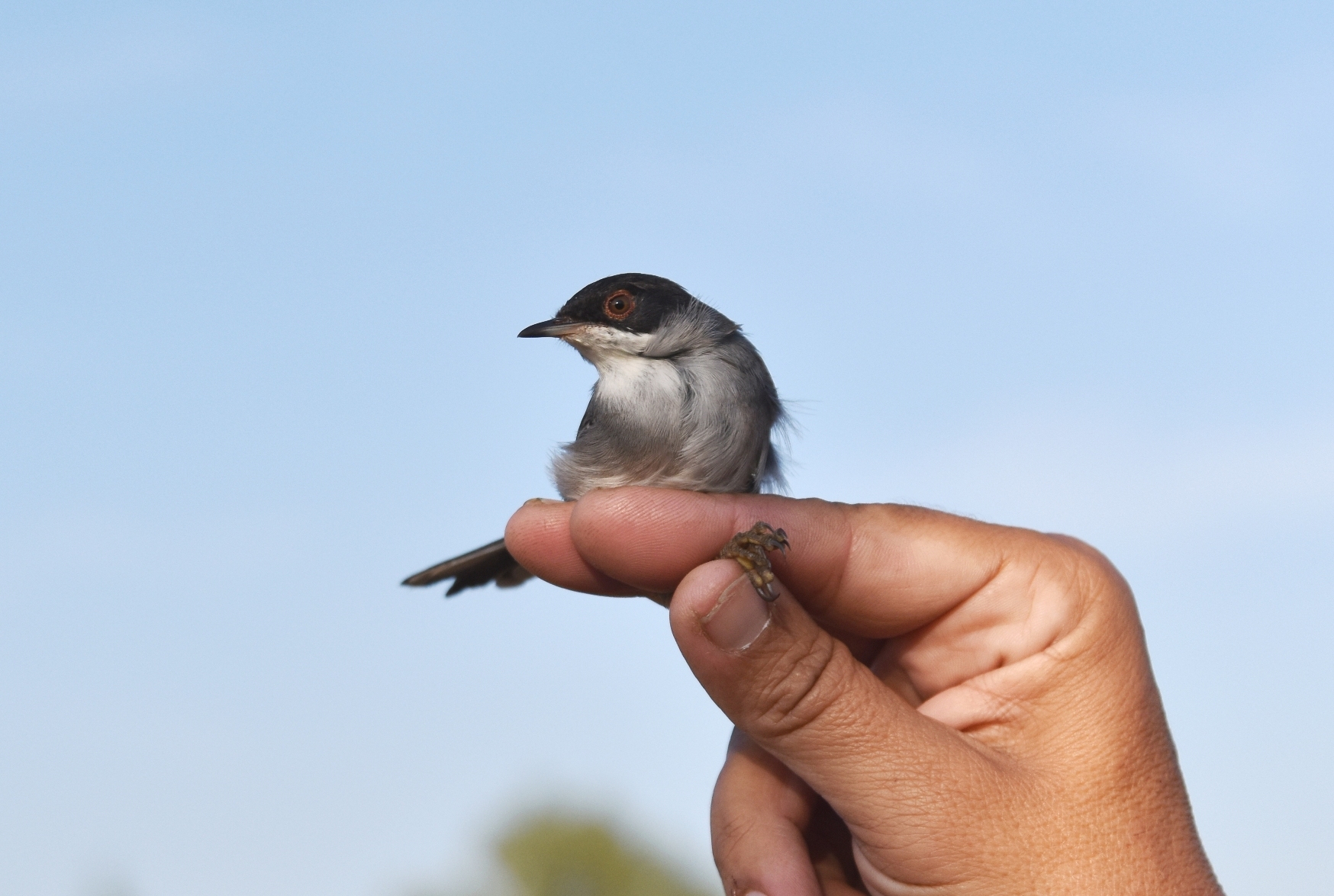 Φθινόπωρο στους υγροτόπους της Δυτικής Λέσβου!