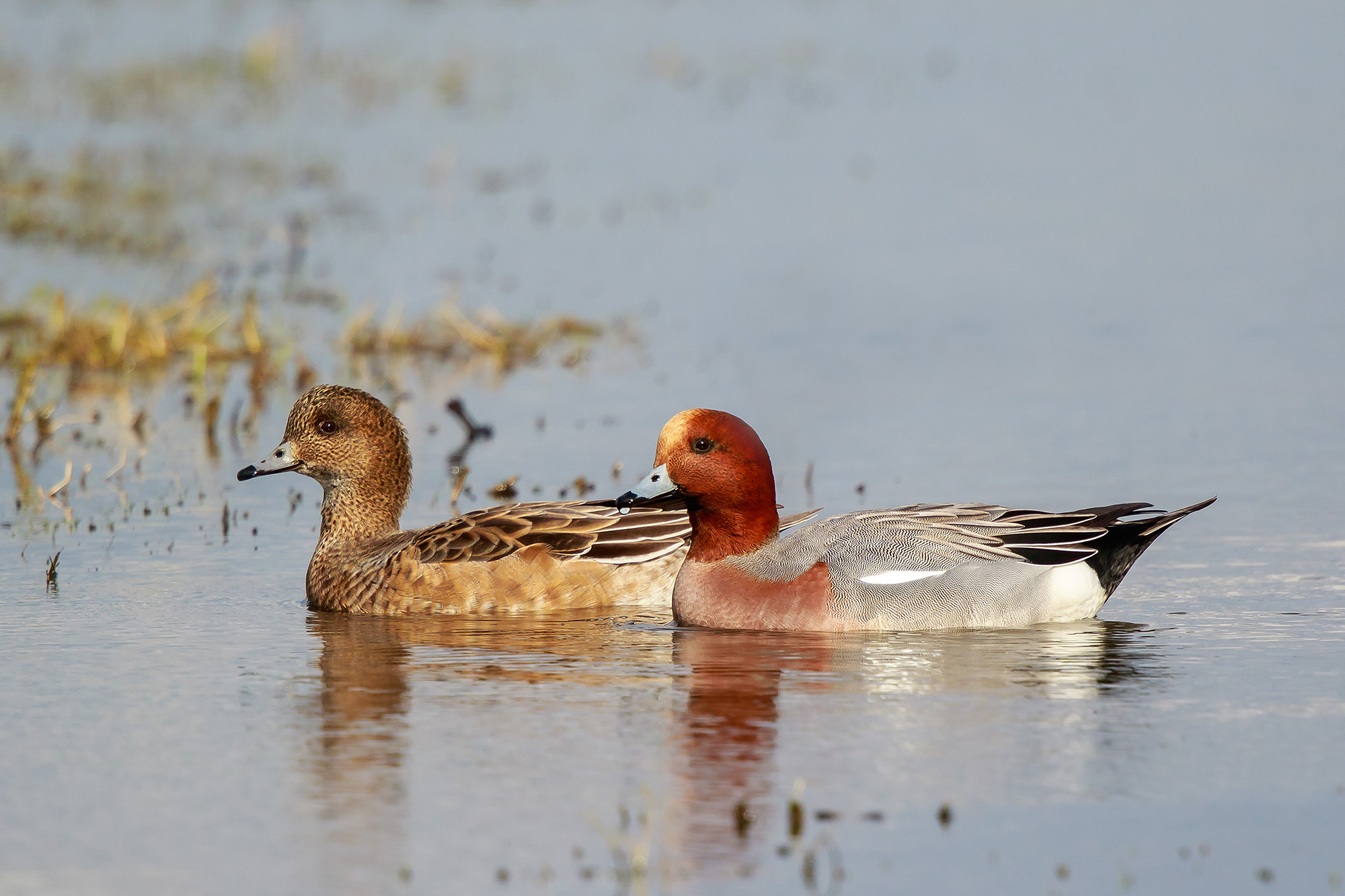 Σφυριχτάρι
