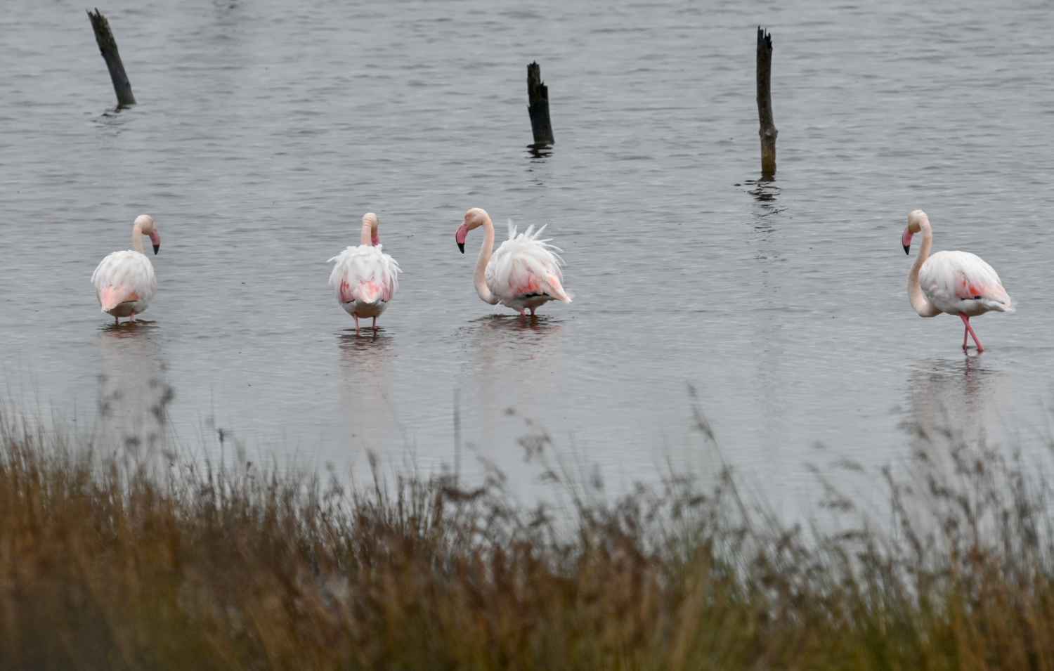 Μεσοχειμωνιάτικες καταγραφές πουλιών   στους υγροτόπους της Λέσβου!