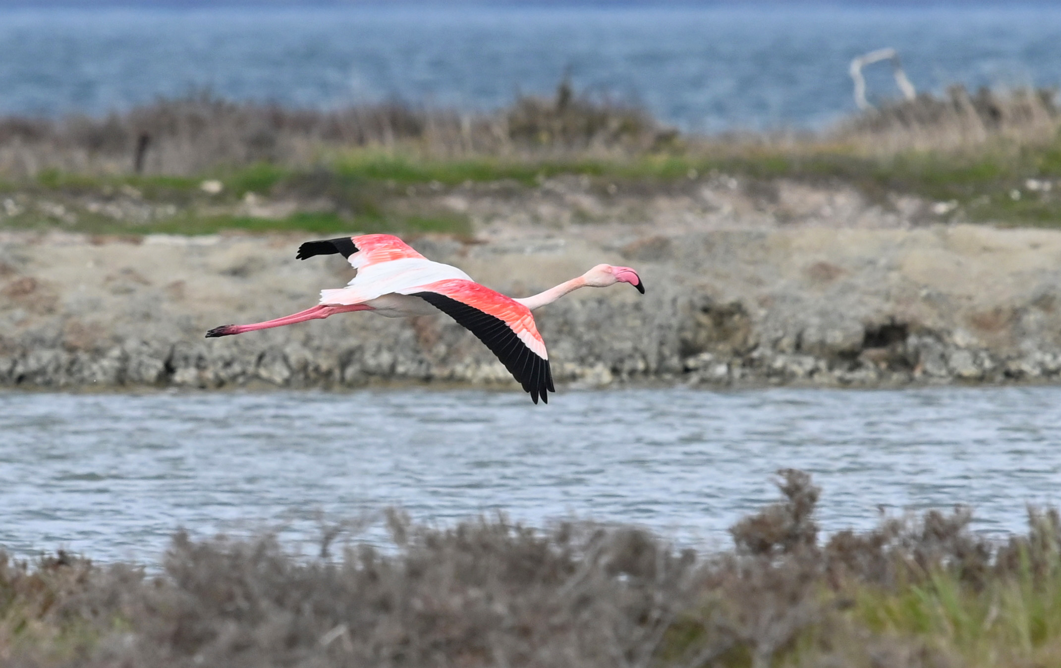 Φλαμίνγκο στην Αλυκή Πολυχνίτου_ΚΠΕΝ Καλλονής