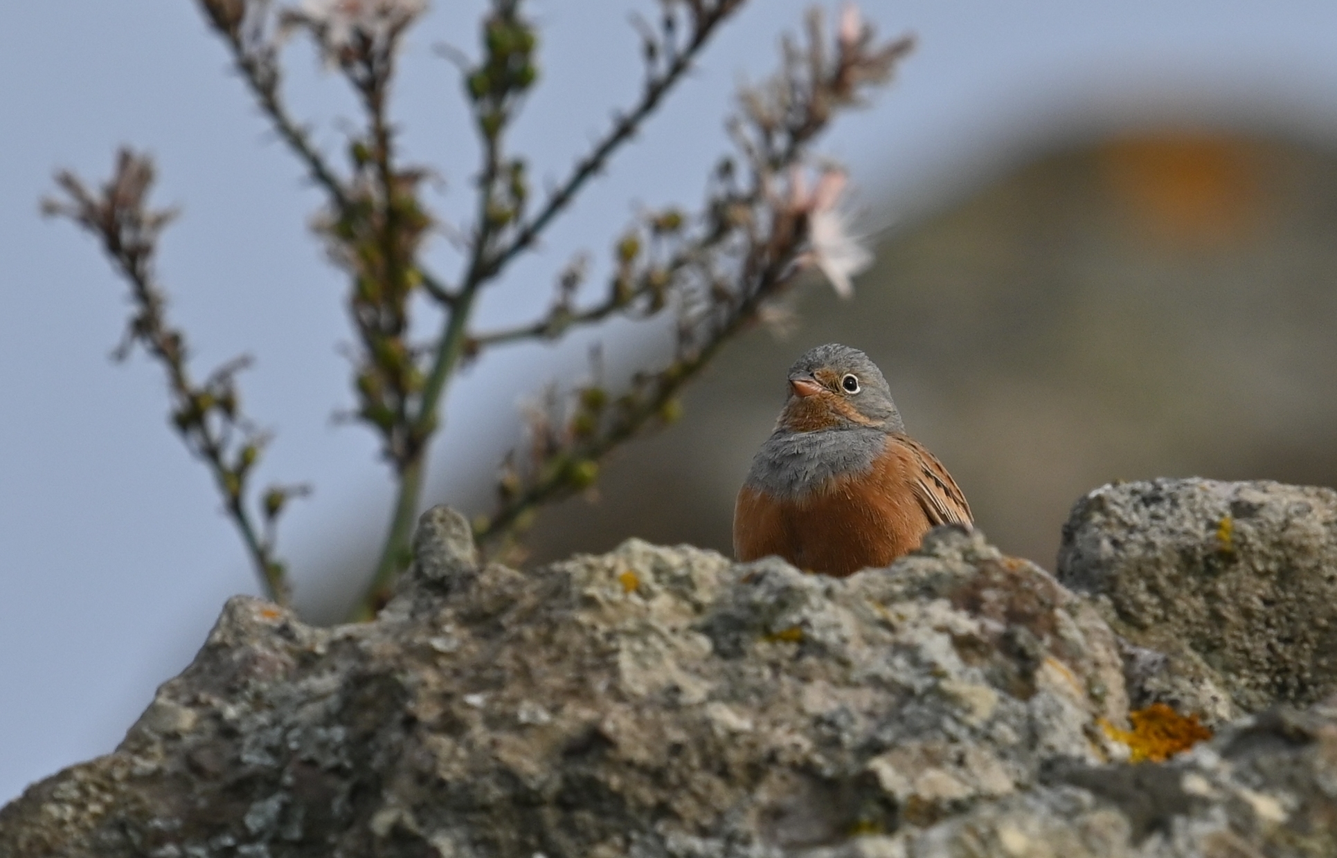 Καλωσορίζουμε την Άνοιξη στα Πάρκα του Απολιθωμένου Δάσους!