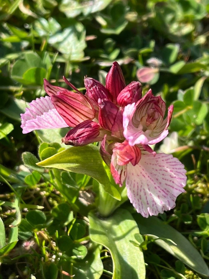  Άνοιξη στο Απολιθωμένο Δάσος