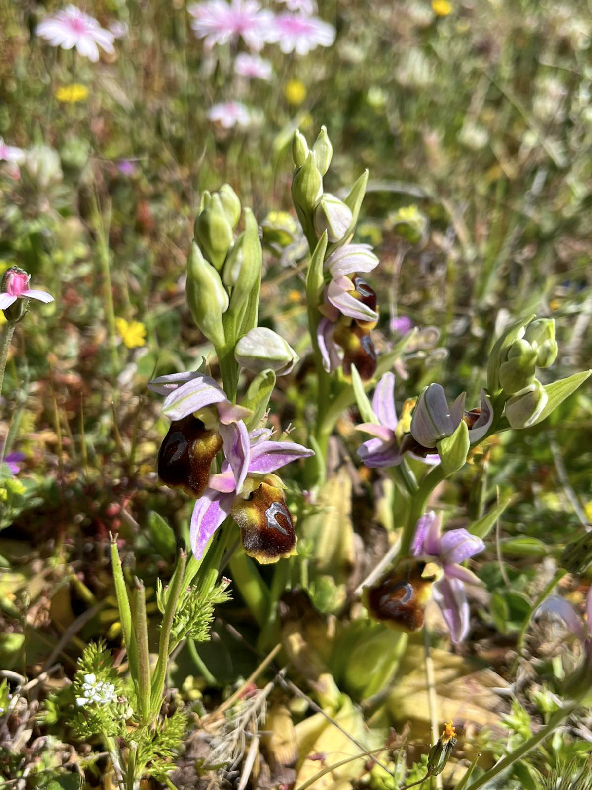Ophrys argolica ssp. lesbis