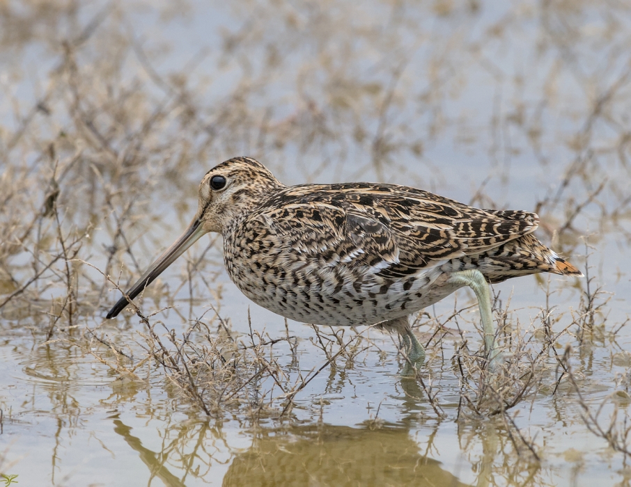 Διπλομπεκάτσινο