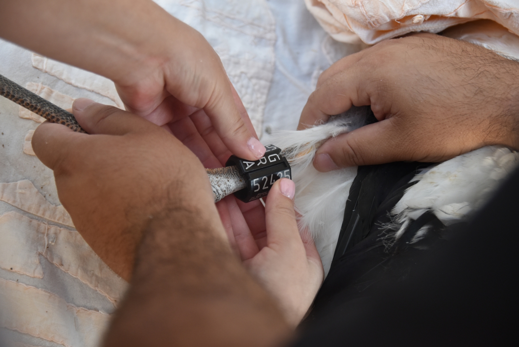 Δακτυλίωση πελαργών