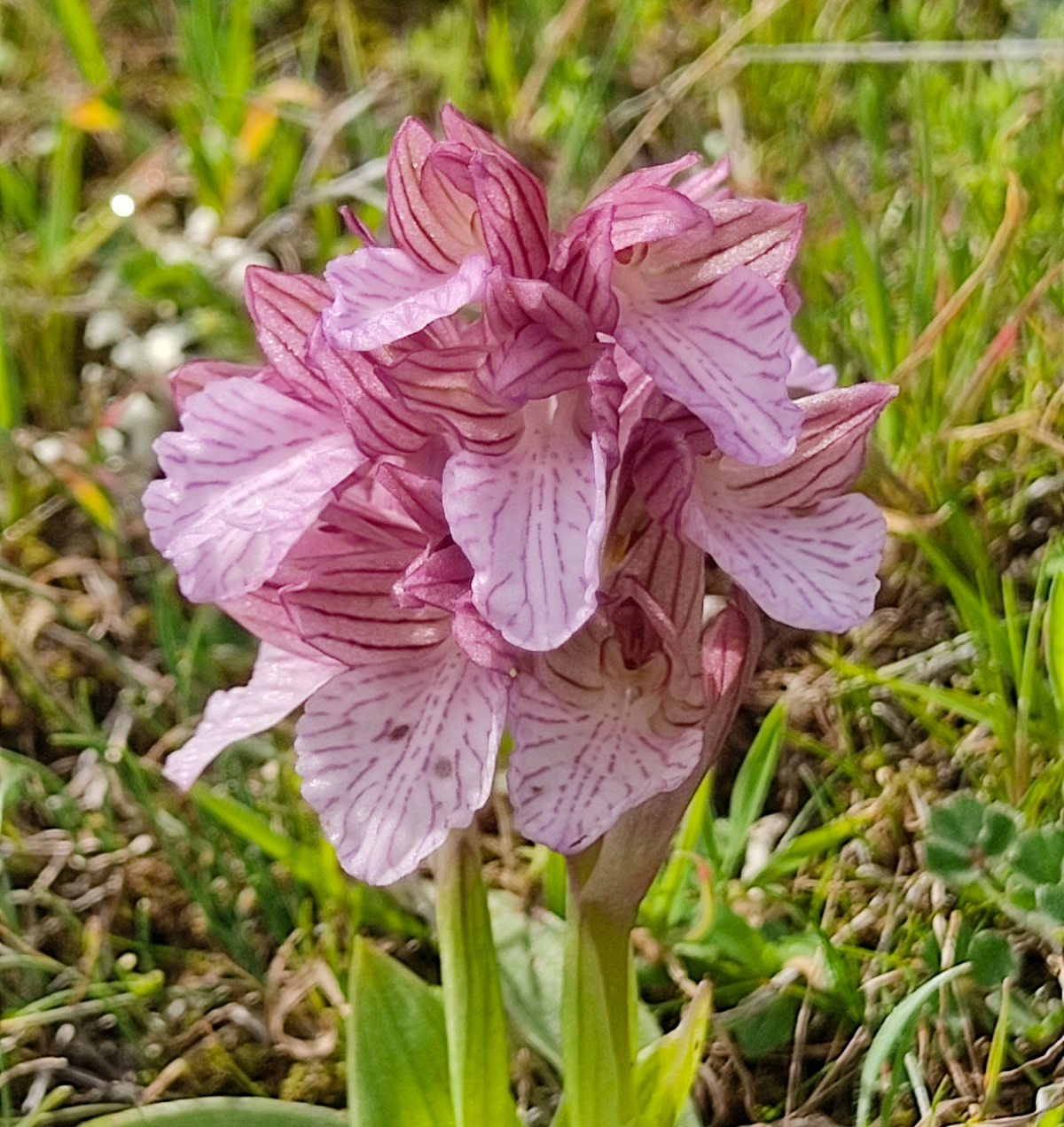 Orchis papilionaceae