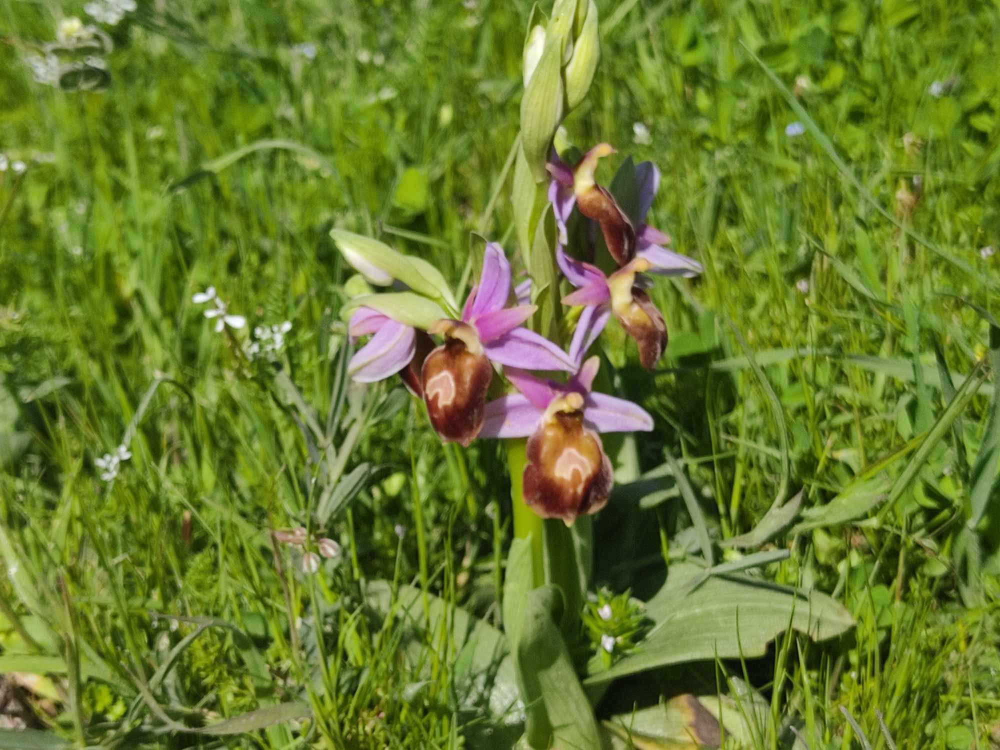 Περιήγηση στις ανθισμένες άγριες ορχιδέες 