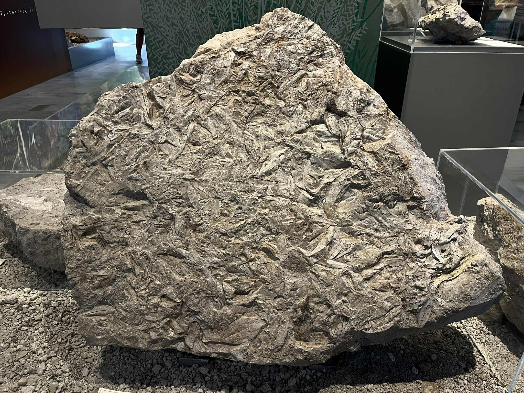 Απολιθωματοφόρος ορίζοντας