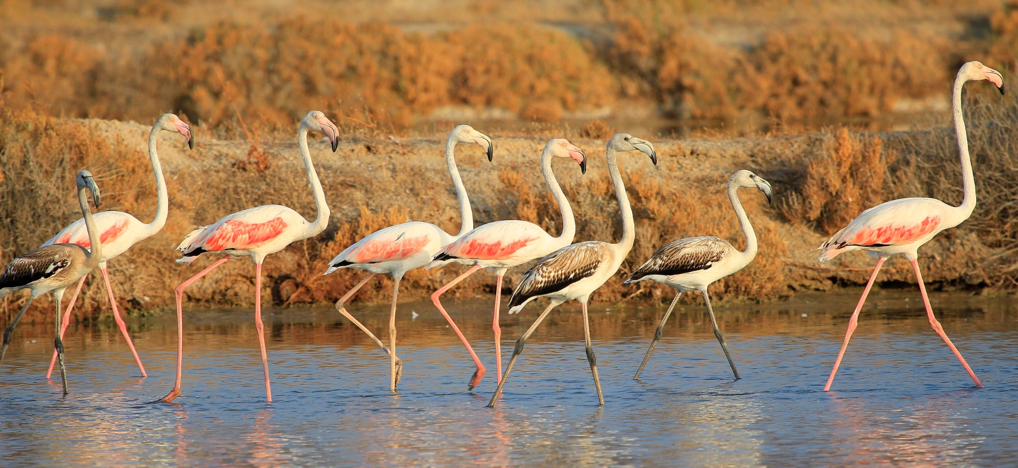 C:\Users\dmpat\Desktop\press\2026\01\Γιορτάζουμε την ΠΑΓΚΟΣΜΙΑ ΗΜΕΡΑ ΥΓΡΟΤΟΠΩΝ - Παρατήρηση πουλιών στους Υγρότοπους του Κόλπου Καλλονής- ΝΕΑ ΗΜΕΡΟΜΗΝΙΑ_ Σάββατο 7 Φεβρουαρίου 2026